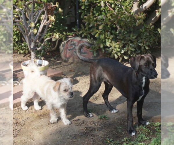 Medium Photo #4 Labbe Puppy For Sale in San Juan Capistrano, CA, USA