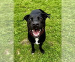 Small #13 Labrador Retriever Mix