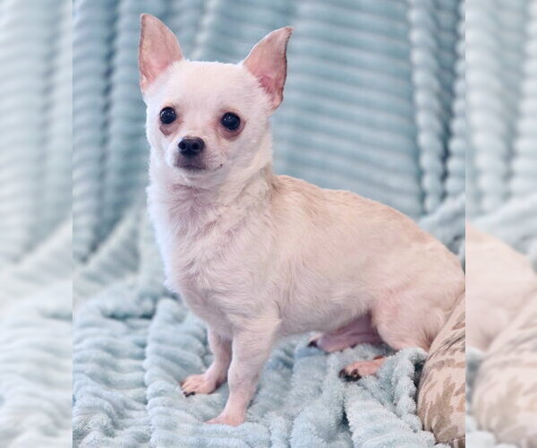 Medium Photo #5 Chihuahua Puppy For Sale in Chino Hills, CA, USA