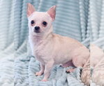Small #4 Chihuahua