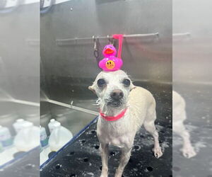 Chihuahua-Unknown Mix Dogs for adoption in San Antonio, TX, USA