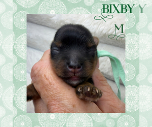 Yorkshire Terrier Puppy for sale in DAVENPORT, FL, USA