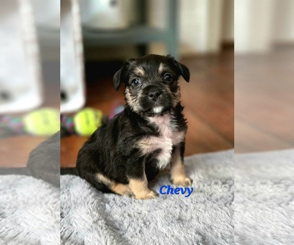 Medium Photo #1 Pug-Unknown Mix Puppy For Sale in Mission Viejo, CA, USA