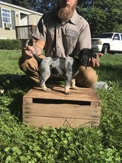 Bluetick Coonhound Puppy for sale in HAVRE DE GRACE, MD, USA