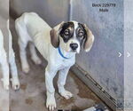 Small #1 Great Dane Mix