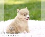 Small #3 Pomsky