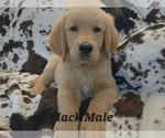 Puppy Black Paw Male Golden Retriever