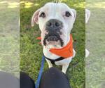 Small #1 Boxer Mix