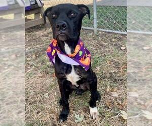 Boxer-Unknown Mix Dogs for adoption in Tulsa, OK, USA