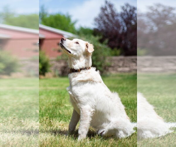 Medium Photo #26 Huskies -Unknown Mix Puppy For Sale in Sandy, UT, USA