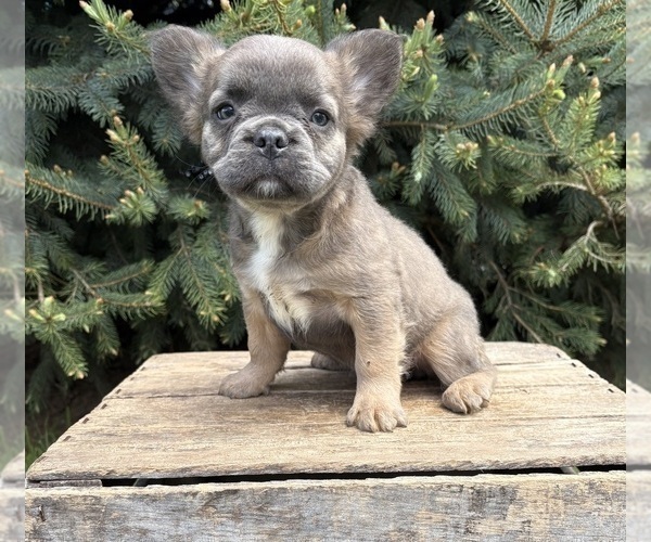 Medium Photo #3 French Bulldog Puppy For Sale in MIDDLEBURY, IN, USA