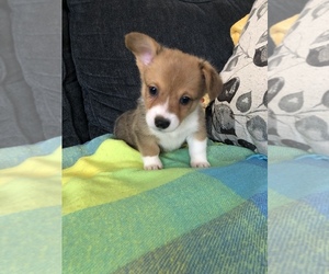 Pembroke Welsh Corgi Puppy for sale in RAMONA, OK, USA