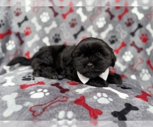 Medium Photo #2 Zuchon Puppy For Sale in LAKELAND, FL, USA