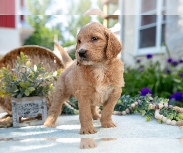 Medium Photo #7 Goldendoodle Puppy For Sale in KIRKWOOD, PA, USA