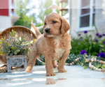 Small Photo #7 Goldendoodle Puppy For Sale in KIRKWOOD, PA, USA