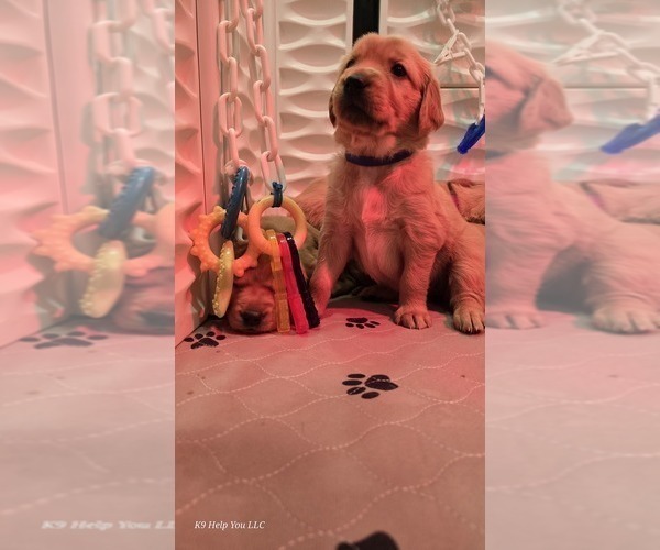 Medium Photo #13 Golden Retriever Puppy For Sale in FORT COLLINS, CO, USA
