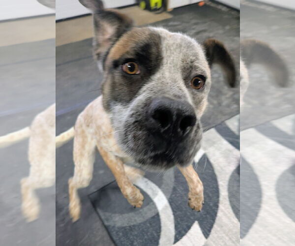 Medium Photo #1 Mutt Puppy For Sale in Garden City, NY, USA