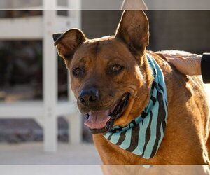 Australian Kelpie-Unknown Mix Dogs for adoption in Chandler, AZ, USA
