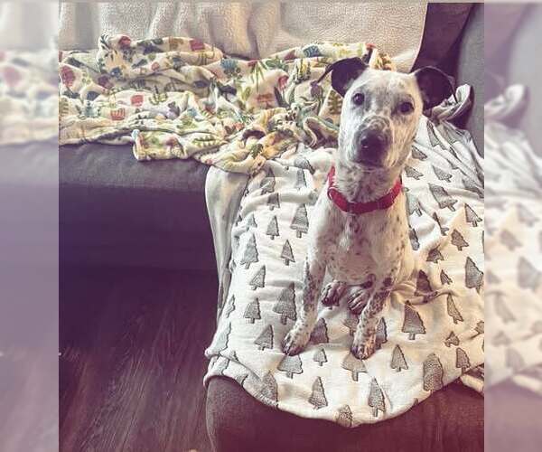 Medium Photo #4 Coonhound-Unknown Mix Puppy For Sale in GILBERTS, IL, USA
