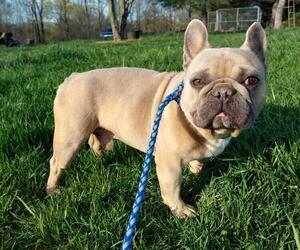 French Bulldog Puppy for sale in LEWISBURG, KY, USA