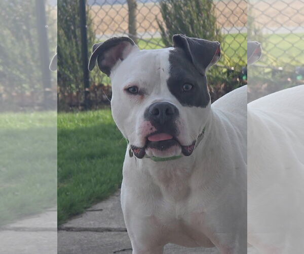 Medium Photo #3 American Pit Bull Terrier-American Staffordshire Terrier Mix Puppy For Sale in Germantown, OH, USA