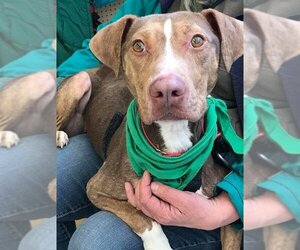 BamBam *Adopt or Foster* - Male Catahoula Leopard Dog-Unknown Mix Dog for Adoption - Photo #8