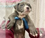 Small Photo #1 American Pit Bull Terrier-Unknown Mix Puppy For Sale in New York, NY, USA