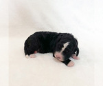 Puppy 5 Bernedoodle-Poodle (Miniature) Mix