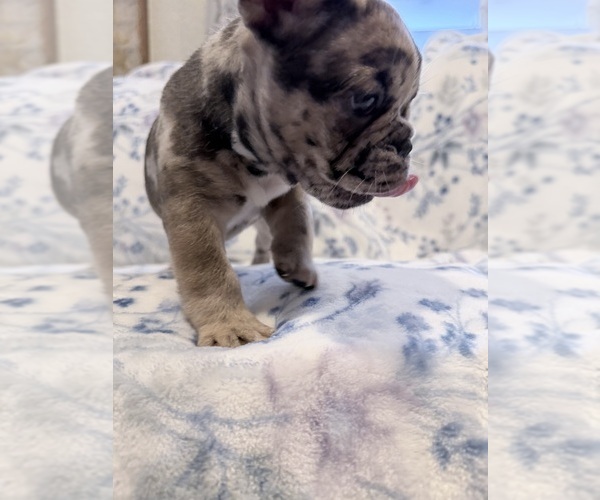 Medium Photo #7 French Bulldog Puppy For Sale in NORTH SACRAMENTO, CA, USA