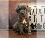 Puppy 6 Cane Corso