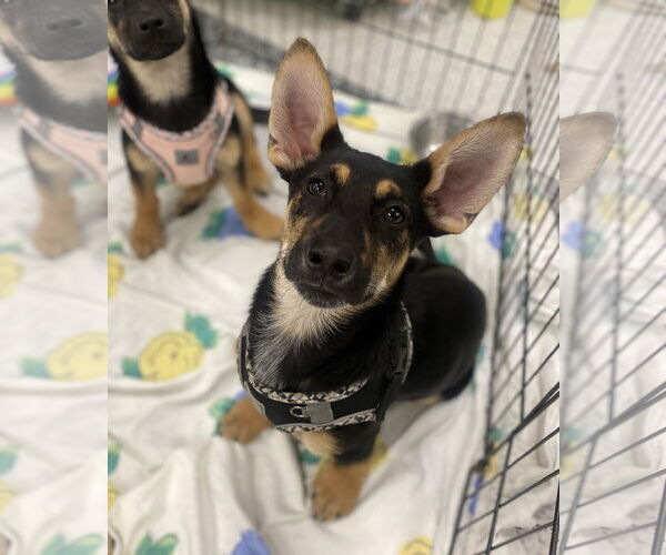 Medium Photo #1 German Shepherd Dog-Unknown Mix Puppy For Sale in Davis, CA, USA