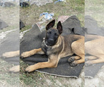 Small Photo #21 Belgian Malinois Puppy For Sale in ONTARIO, CA, USA