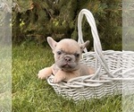 Small #2 French Bulldog