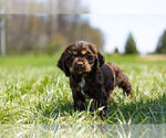 Small Photo #11 Cocker Spaniel Puppy For Sale in WARSAW, IN, USA