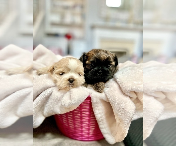 Medium Photo #9 Shih Tzu Puppy For Sale in SUGAR HILL, GA, USA