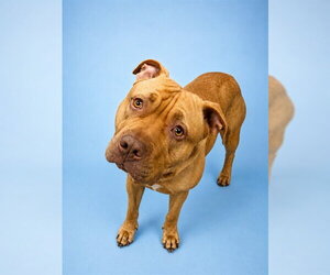 Mutt Dogs for adoption in Westminster, MD, USA
