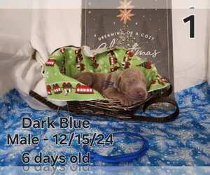 Doberman Pinscher Puppy for sale in CLINTON, OH, USA
