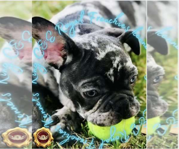 Medium Photo #1 English Bulldog Puppy For Sale in ATHENS, GA, USA
