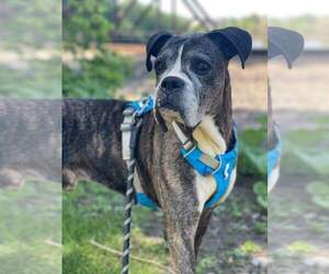 Boxer Dogs for adoption in Burnsville, MN, USA