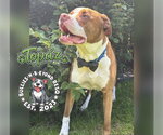 Small #8 American Bulldog