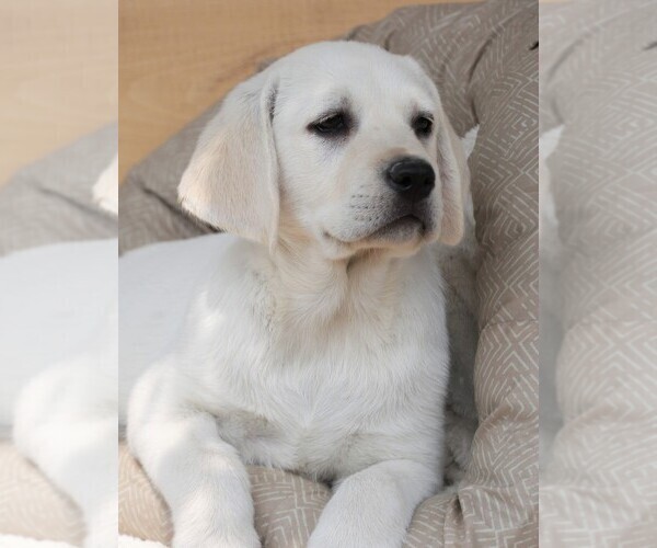 Medium Photo #9 Labrador Retriever Puppy For Sale in SYRACUSE, IN, USA