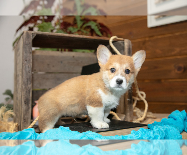Medium Photo #2 Pembroke Welsh Corgi Puppy For Sale in WAKARUSA, IN, USA