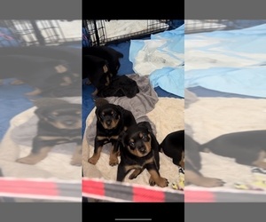 Rottweiler Puppy for Sale in BRENTWOOD, California USA