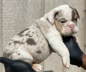 English Bulldog Puppy for sale in TUCSON, AZ, USA
