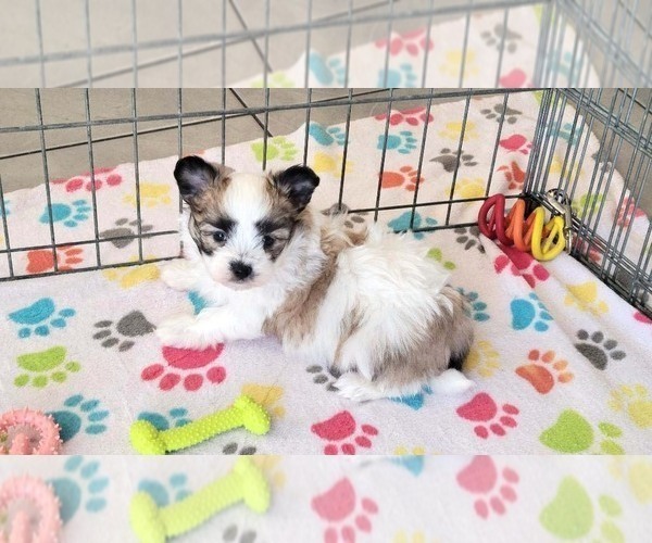 Medium Photo #9 Papitese Puppy For Sale in ORO VALLEY, AZ, USA