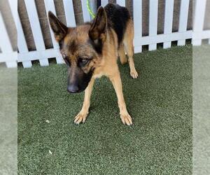 Medium German Shepherd Dog