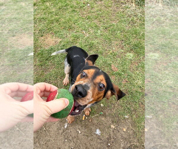 Medium Photo #4 Beagle-Unknown Mix Puppy For Sale in Pierceton , IN, USA