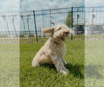 Small #5 Goldendoodle