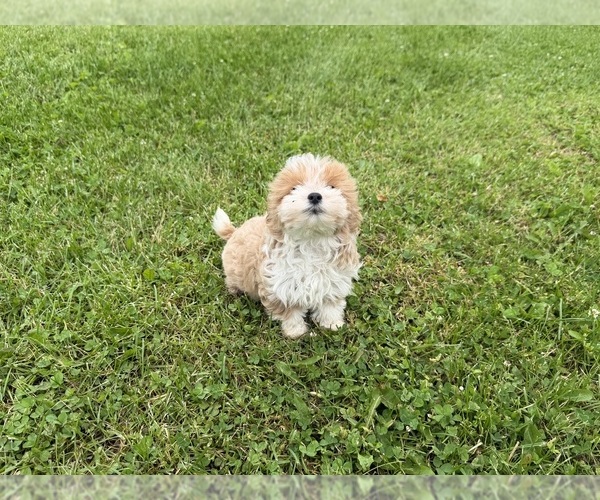 Medium Photo #2 Morkie Poo (Toy) Puppy For Sale in ATHENS, WI, USA