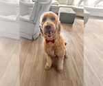 Small #1 Goldendoodle